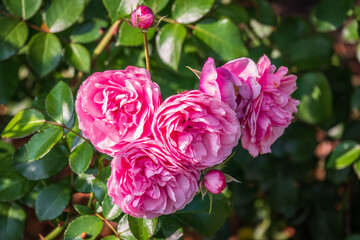 Close-up of a pink rose on green background