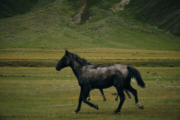 Georgia, Kazbegi Truso Valley National Park. Free mountain horses on a walk in the gorge on a cool autumn morning. A group of horses running on the green grass, side view.