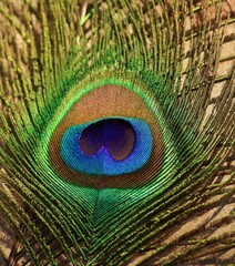 Feather. Background. Peacock feather.