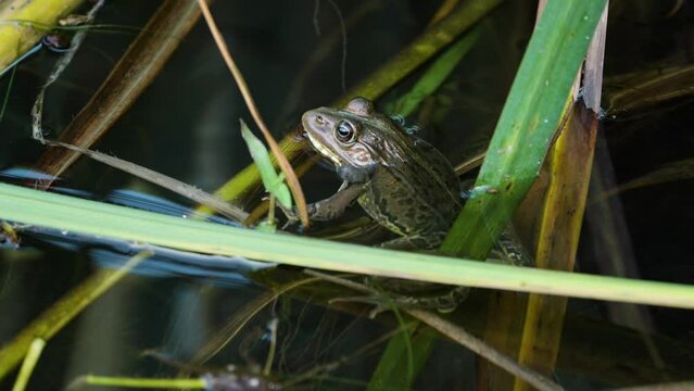 Daruma pond frog (Pelophylax porosus) in a pond water beathing - closeup