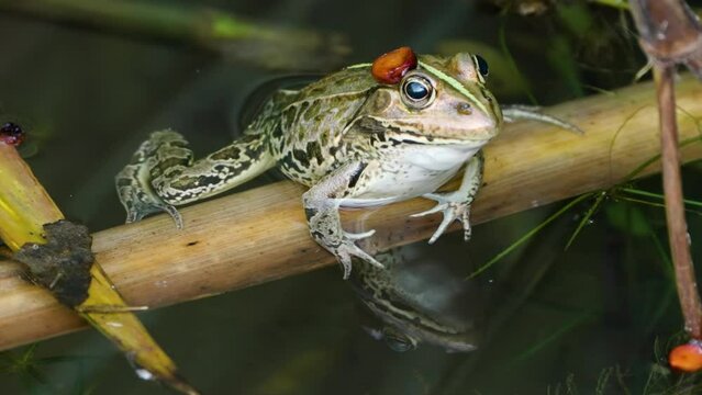 Daruma pond frog (Pelophylax porosus) in a pond water beathing - closeup
