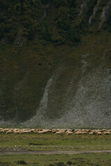 A flock of sheep grazes on green meadows, eats fresh green grass in the mountains of Georgia. Truso Valley National Park, Kazbegi Municipality. Herd pets on free range.