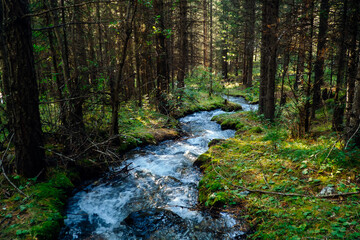 Forest river landscape in Altai mountains, Siberia. Amazing scenic inspire nature.