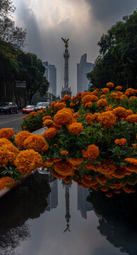 Flores de cempas&uacute;chilt en Paseo de la Reforma de la Ciudad de M&eacute;xico y el Angel de la Independencia al fondo.