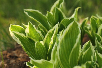 green grass in the morning