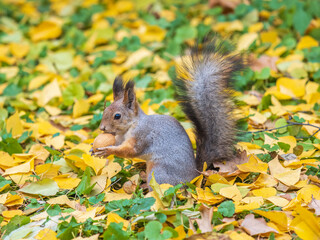 Autumn squirrel with nut sits on green grass with fallen yellow leaves