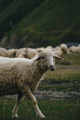A flock of sheep grazes on green meadows, eats fresh green grass in the mountains of Georgia. Truso Valley National Park, Kazbegi Municipality. Herd pets on free range.