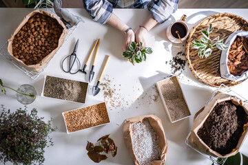 Female gardener hands holding small pot with variegated monstera garden equipment on table closeup