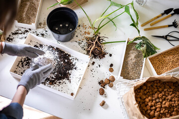 Female gardener hands mixing priming ground soil variegated monstera transplant top view closeup