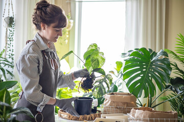 Woman gardener hands transplant variegated monstera scattered soil ground garden tools table closeup