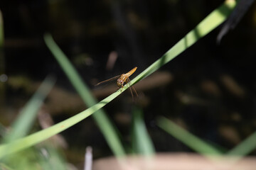 Une libelulle posée sur un brin d'herbe dans un etang de camargue
