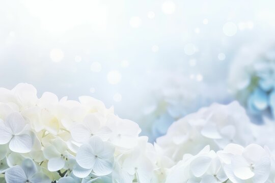 hydrangea background with empty copy space