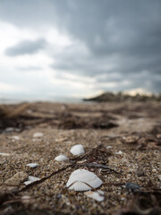 Muszle na plaży, morze czarne  © Piotr