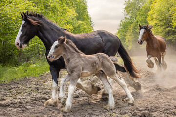 three horses running in a meadow.  