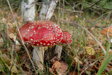 Big fly agaric in forest