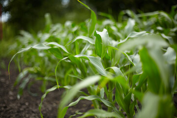 Corn. Green leaves of the crop.