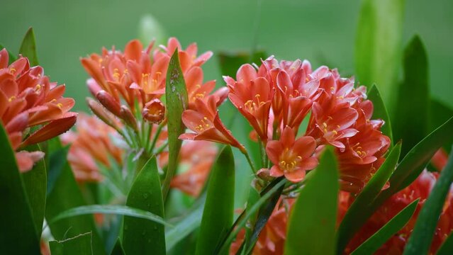 Clivia miniata, the Natal lily or Bush lily. Close up of flower Clivia miniata. Macro shot of an orange flower shot in the garden