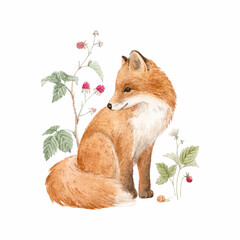 Beautiful composition with hand drawn watercolor forest fox animal and plants withh berries. Stock illustration. Popular design.