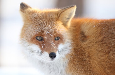 Fototapeta premium 雪とキタキツネ２