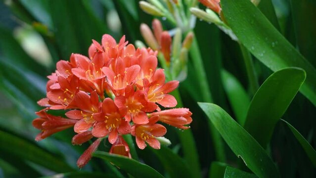 Clivia miniata, the Natal lily or Bush lily. Close up of flower Clivia miniata