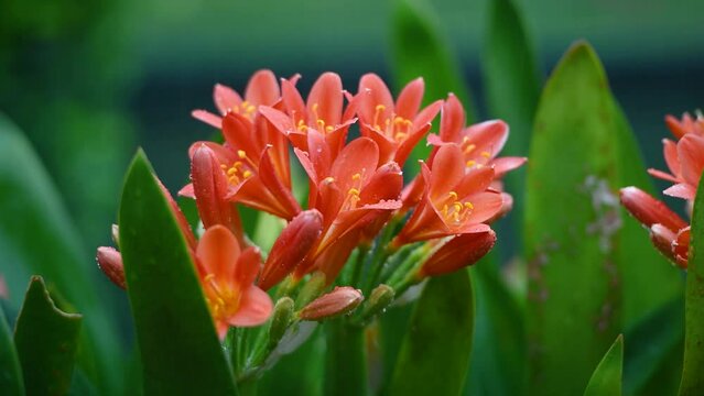 Clivia miniata, the Natal lily or Bush lily. Close up of flower Clivia miniata