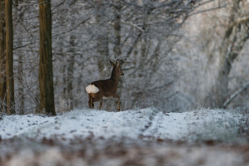 Deer in the snow. Deer in the meadow. Roe deer in the wild. Deer in the forest. Deer in the woods. 