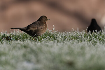 Blackbird on grass. Eurasian Blackbird. Bird on a branch. . Bird on the grass