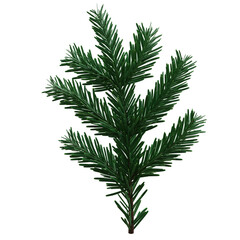 Christmas spruce, green fir twig isolated on white transparent background, PNG. Xmas pine tree branch 