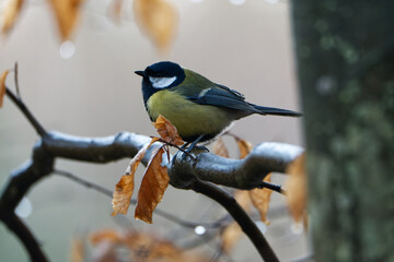 Great, Parus major, Single bird on branch