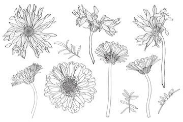 Beautiful monochrome, line, black and white gerbera flower big set isolated. Hand-drawn contour lines and strokes. - 650532484