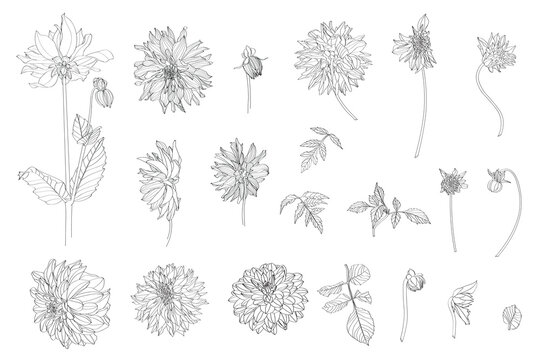 Sketch Floral Botany Big Collection. Dahlia flower with buds and leaves drawings. Black and white with line art on white backgrounds. Hand Drawn Botanical Illustrations.