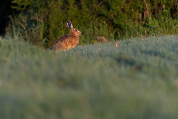 Obraz na płótnie Canvas Hare in the grass. Rabbit in the woods. Rabbit in the grass, Hare. (Lepus europaeus) 