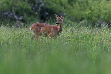 Deer in the meadow. Roe deer in the wild. Deer in the forest. Deer in the woods. Roe deer in the field in the morning