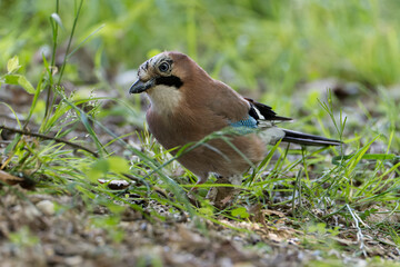 Jay (Garrulus glandarius) sits on a branch in the woods. Blue jay on a branch