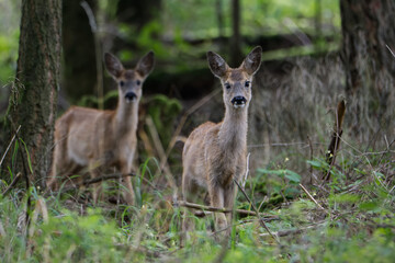 Naklejka na ściany i meble Roe deer in the wild. Deer in the forest. Deer in the woods. Roe deer in the field in the morning