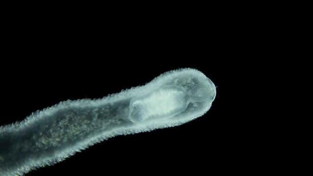 Nemertea worm family Tetrastemmatidae under a microscope, class Hoplonemertea, order Monostilifera. Video of the worm's proboscis. White Sea.