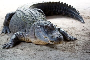 Crocodile in the wild