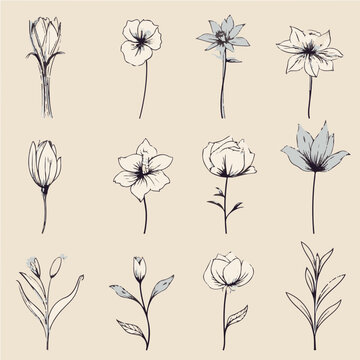 line drawing set of flower, vector art