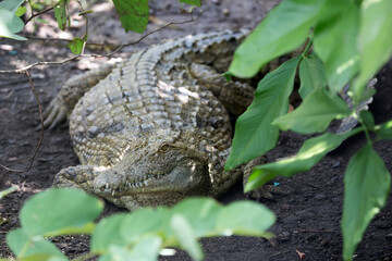 Crocodile in the wild