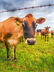 Inquisitive herd of cattle behind a barbed wire fence