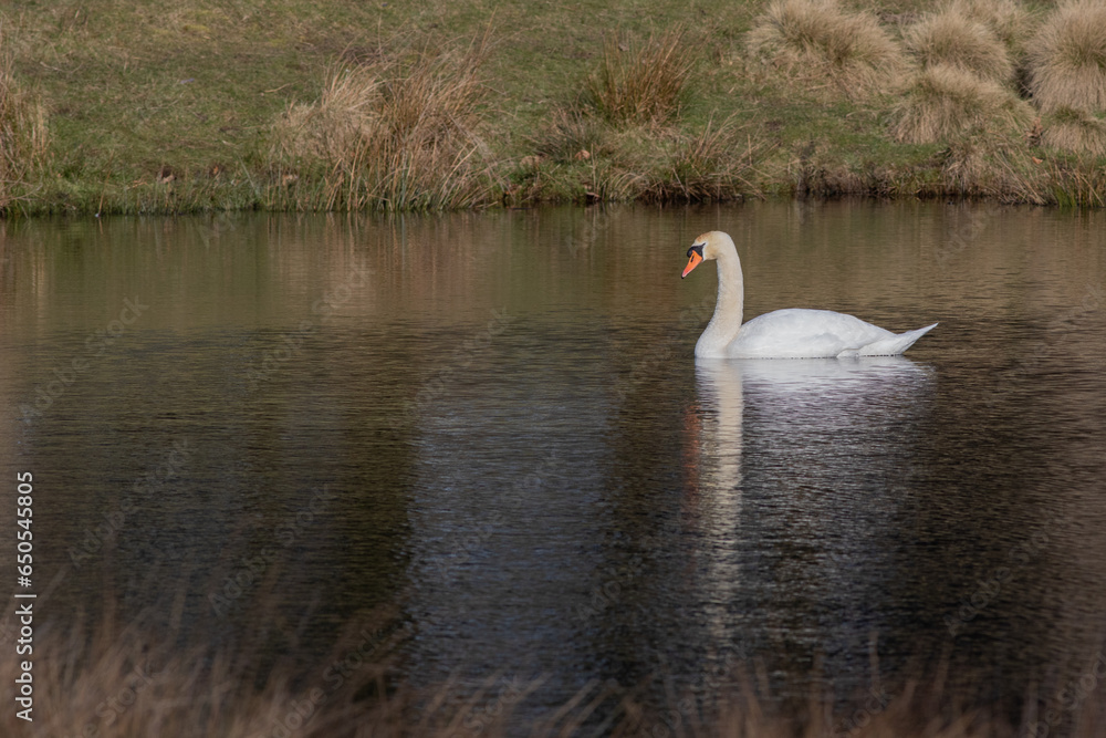 Poster A tranquil scene as a mute swan swims on a lake. There are no people and there is space for text around the swan