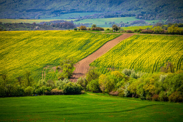 Fototapeta na wymiar Sunny Days and Spring Flowers in the Countryside. Nature's Awakening: Spring Brings Rapeseed and Wheat Fields to Life in a Rural Agricultural Landscape