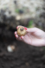 hand holding daffodil bulbs before planting in the ground