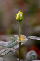 Daily life in Vietnam.  Economy.