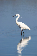 Garzetta dal ciuffo Pantani d'inferno Sabaudia (LT)
