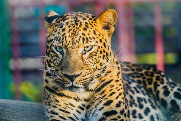 Portrait of a Fierce-looking Leopard 
