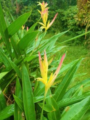 Heliconia flowers