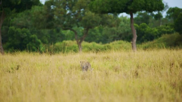 Slow Motion Shot of Leopard walking through thick vegetation camouflaged in tall grass wilderness of Masai Mara North Conservancy, endangered african wildlife, protection of rare safari animals