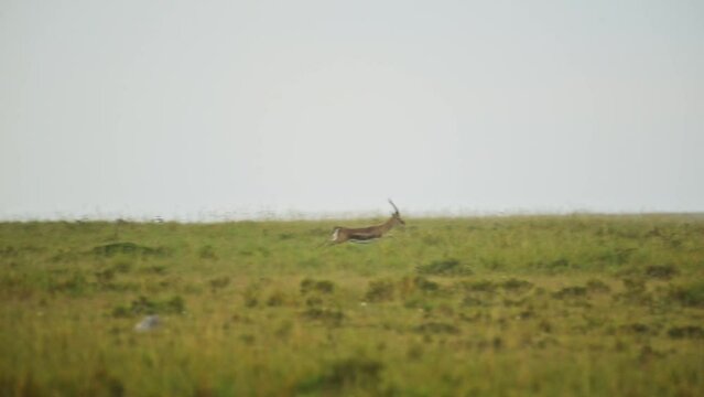Slow Motion Shot of Antelope running fast away from Cheetah, predator chasing prey, African Wildlife in Maasai Mara National Reserve, Kenya, Africa Safari Animals in Masai Mara North Conservancy