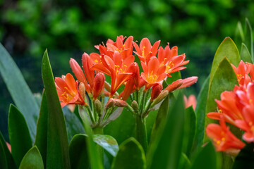 Clivia miniata, the Natal lily or Bush lily. Close up of flower Clivia miniata